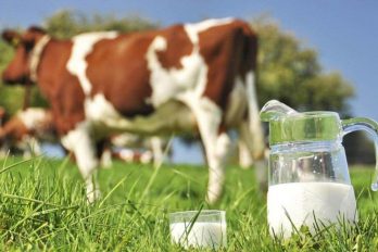اعتراض دامداران به نرخ مصوب شیرخام